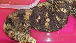 sulphur monitor.jpg