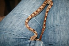 Boas 006.jpg