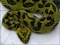 bitis.jpg