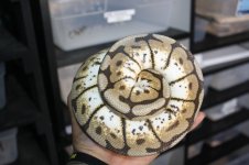 IMG_0132.jpg