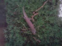 caramel salamanders. 1.jpg