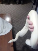 IMG_20130511_141718_615.jpg