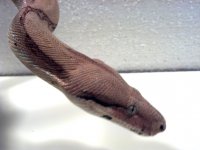 IMG_20130319_182146.jpg
