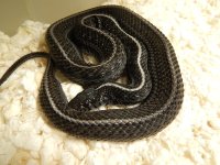 Plains Quad Het female Anerythristic.jpg