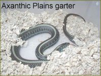 Plains axanthic.jpg