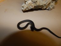 Plains axanthic baby dark phase CB 2013.jpg