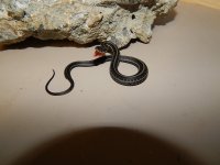 Plains axanthic baby light phased male CB 2013.jpg