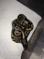Copy of 1.0 Mystic 50% Possible Het Hypo t j.jpg