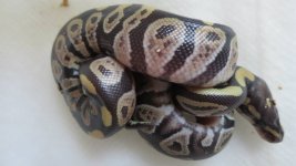 Copy of 1.0 Mystic 50% Possible Het Hypo  t j.jpg