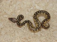 2013 baby ball pythons and others 008.jpg