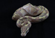 lesser enchi ghost pic1.JPG