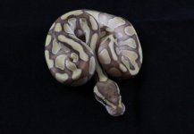 lesser enci m1.JPG