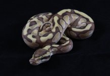 lesser enchi m2.JPG