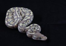 lesser ghost m1 pic2.JPG