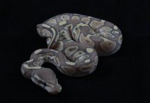 lesser ghost m2 pic2.JPG