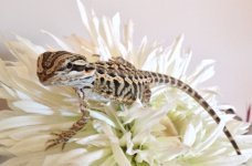 7 week old  Het Hypo Trans Leather back.jpg