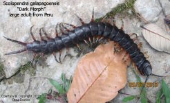 S.galapagoensis_DM1.jpg