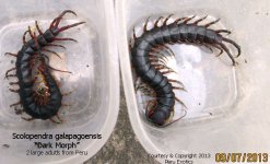S.galapagoensis_DM2.jpg