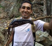 S.galapagoensis_dark3W.jpg