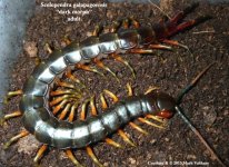 S.galapagoensis_dark2W.jpg
