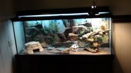 beardie 2 006.jpg