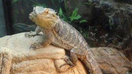 beardie 2 002.jpg