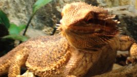 beardie 2 003.jpg