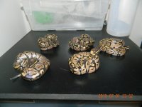 DSCN1258.jpg