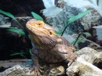 beardie 002.jpg
