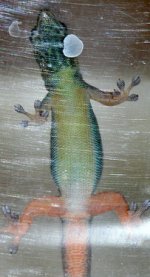 female bottom.jpg