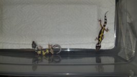 IMG_20130730_112806_326.jpg