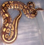 100_3033 (1009x1024).jpg