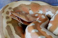 albinobombmale 002.jpg