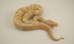 Albino4.jpg