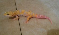 tremper.jpg