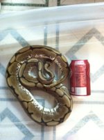 Snakes 036.jpg