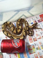 Snakes 040.jpg