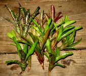 plants 004.JPG