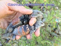 IMG_1176.jpg