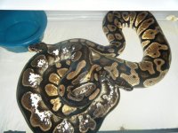 sugar x pastel f 2.jpg