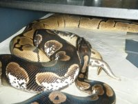 sugar x spider 11-22-12.jpg