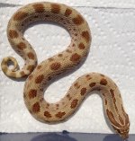 conda-het-toffee-798x833.jpg