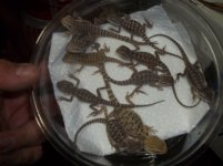 babydragons.JPG
