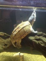 turtle1.jpg