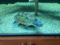turtle.jpg