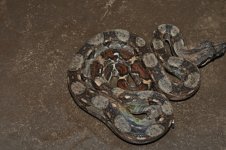 DSC_0064.jpg