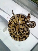 pastel female1.jpg