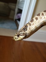 IMG_1019.jpg