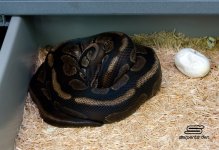 Dark Mojo Striper het Pied ph Axanthic x Dark Striper.jpg
