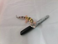 WYEclip1329.jpg